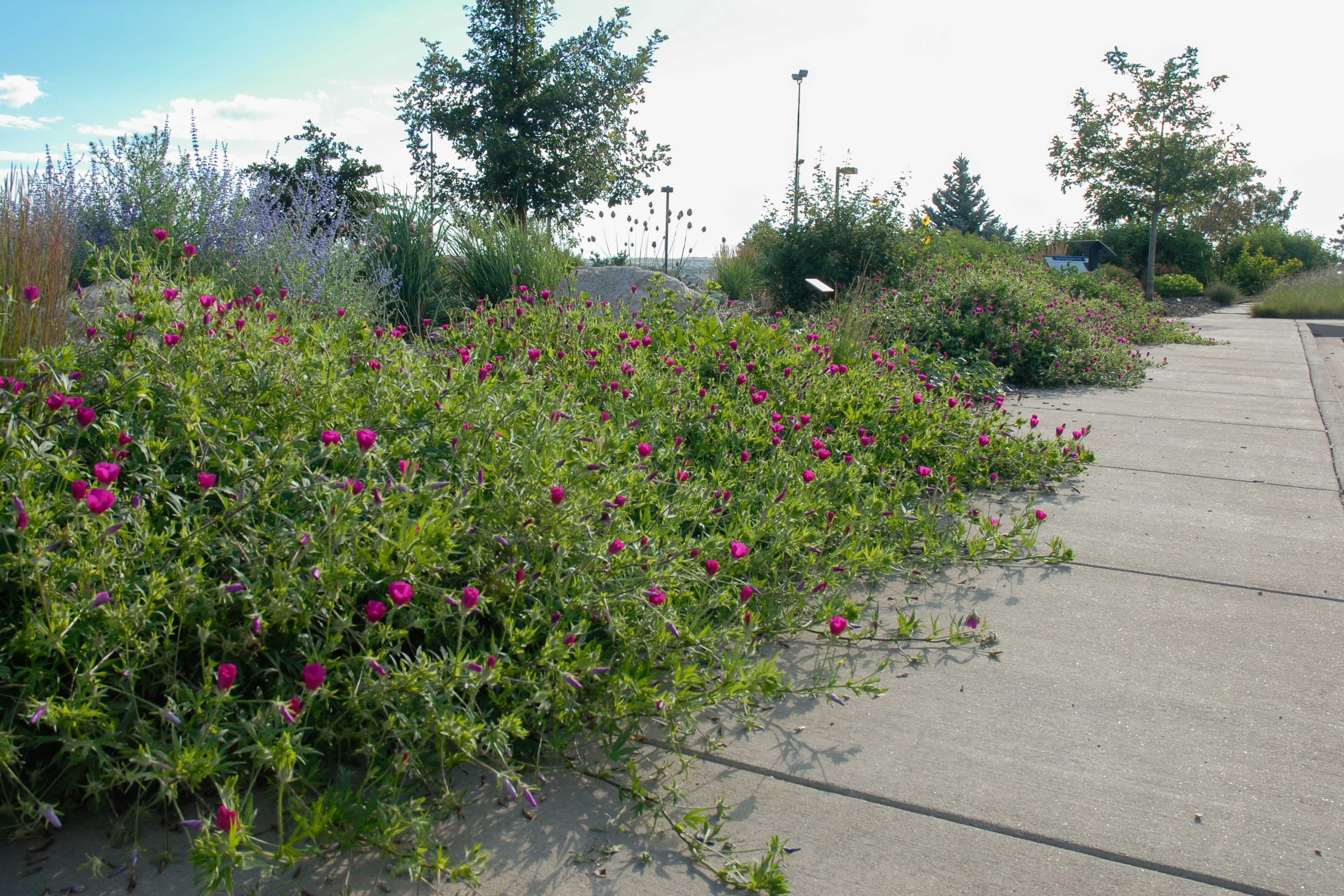 Cottonwood Creek Garden